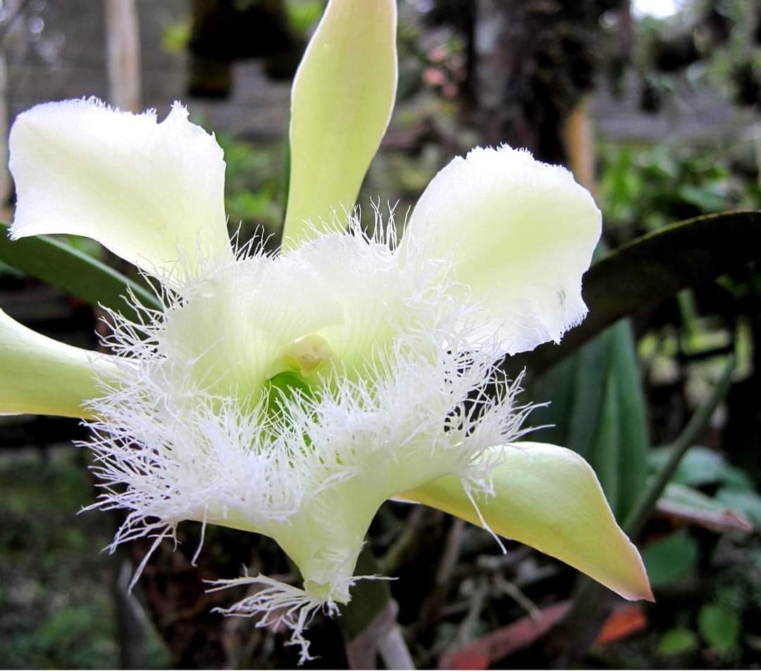 histohonduras's tweet photo. Un día como hoy, 25 de noviembre en la #HistoriadeHonduras
🇭🇳1969. Se declara a la Orquídea de la especie Rhyncholaelia Digbyana variante fimbripetala, como Flor Nacional de Honduras. Es endémica. Entre 1946 a 1969 la Flor Nacional fue la Rosa.  Al momento de su aprobación se clasificaba como la especia “Brassavola”, pero cambió con las nuevas clasificaciones taxonómicas.
