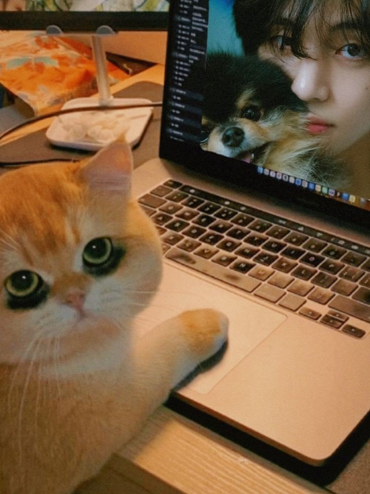 nocontextscats's tweet photo. Did u sleep well? 
Me: https://t.co/Y6T3TKQZW0