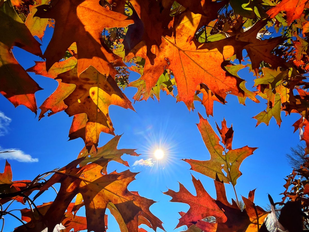 After moving to Arizona in ‘87, every fall, my Mom would send me an envelope full of fall colored leaves, along with a loving letter. Knowing I lived in a desert, she knew I would appreciate them. Think of my Mom &amp; Dad often this time of year. #Autumn #leaves #Thanksgiving 🍁🍂