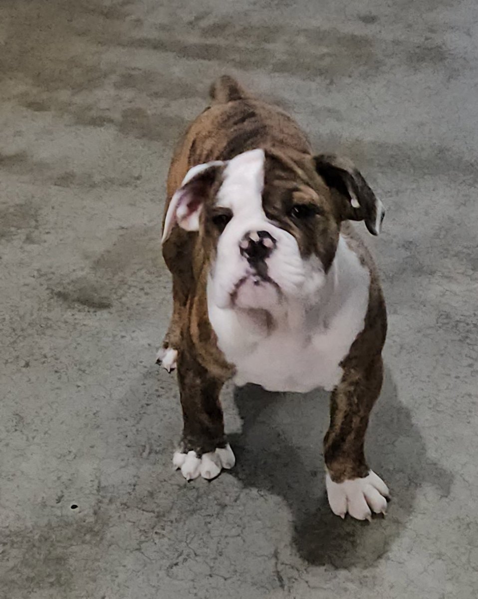 ASmithenry's tweet photo. OLDE ENGLISH BULLDOGGE 👀  🏡 
https://t.co/Md4wWCfdWF https://t.co/3NTX3RQJhr