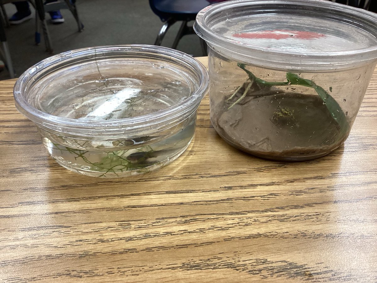 RockinRoom5's tweet photo. Room 5 was honored to have two guest visitors join our room this morning! A Pumilio frog and tadpole! These scientists carefully observed and recorded their experience in Seesaw! Thank you Mr. M for this incredible experience! #STEMD69 https://t.co/iq5XiUQKdi