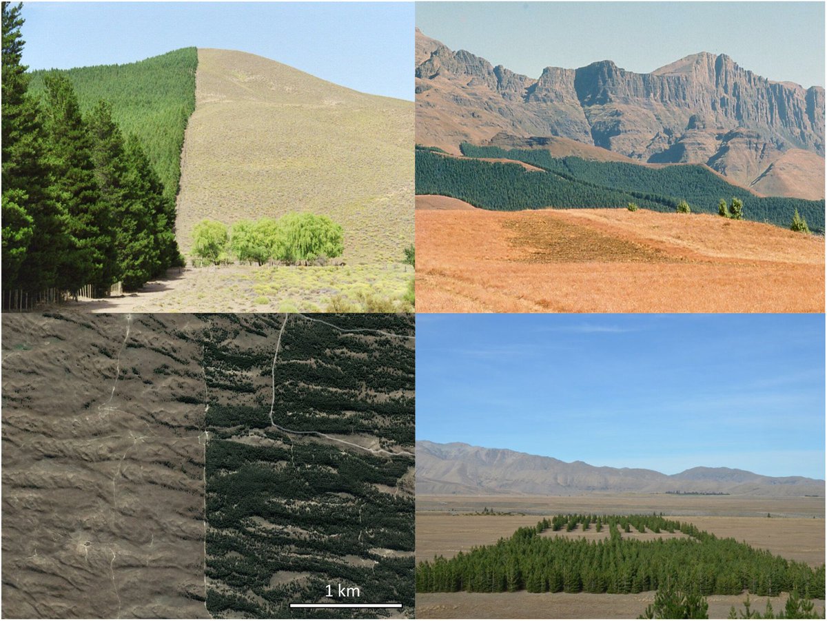 Plantar bosques para mitigar el cambio climático puede ser una mala idea: no mitigan tanto, pueden llegar a aumentar el calentamiento y los incendios, interferir el ciclo del agua y reducir la biodiversidad. Hay que ver cada caso.