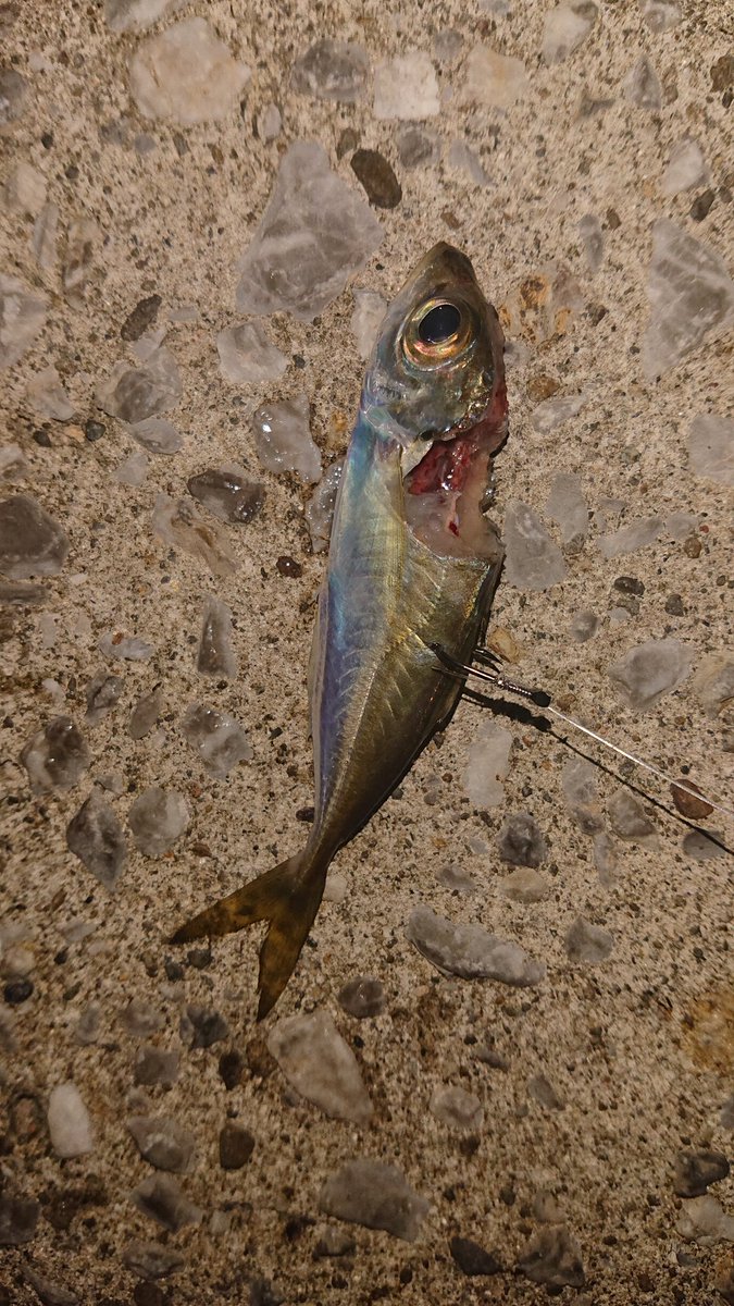 8kism's tweet photo. 11月最初の方の天草方面でのアジ
サイズは小さめだが40匹程
サビキ3号
金魚がこの3倍は釣れた
泳がせはイカにやられたぽい
カワハギ達は某離島でダゴチン
一緒に写ってるアジは30センチ超え
＃熊本　＃釣り　＃アジング　＃天草 https://t.co/VrIk74kyku