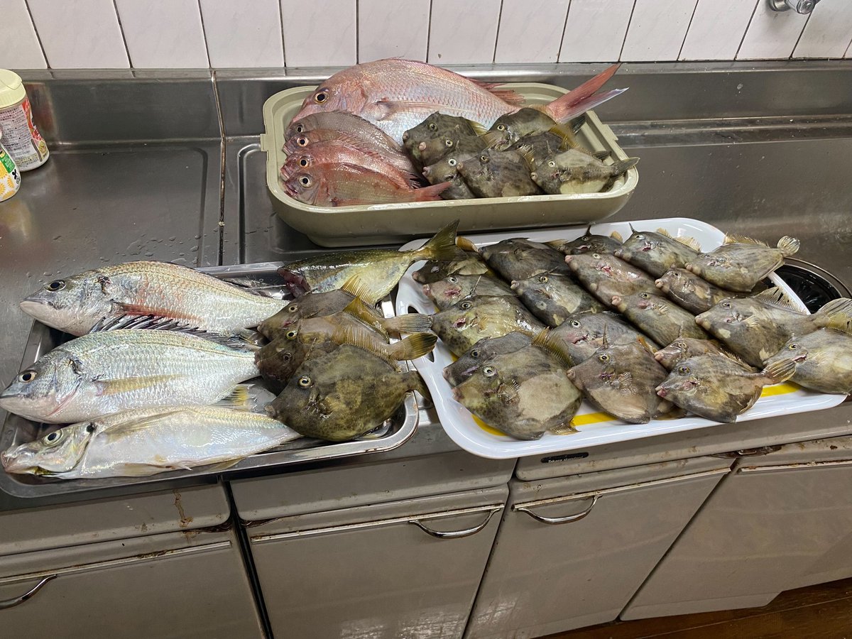 8kism's tweet photo. 11月最初の方の天草方面でのアジ
サイズは小さめだが40匹程
サビキ3号
金魚がこの3倍は釣れた
泳がせはイカにやられたぽい
カワハギ達は某離島でダゴチン
一緒に写ってるアジは30センチ超え
＃熊本　＃釣り　＃アジング　＃天草 https://t.co/VrIk74kyku