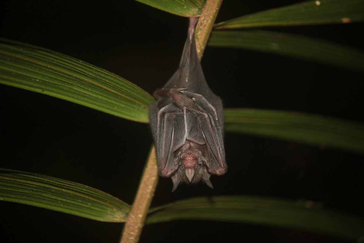 Join us for the last #WingedWednesday webinar of 2024!

Wed 27 Nov 
3 PM Southern Africa 

We’re thrilled to host Dr Hernani Fernandes Magalhães de Oliveira sharing “The Conservation of Neotropical Cave-Dwelling Bats.”

Sign up: lght.ly/2jl5n20
Credit: Hernani Oliveira