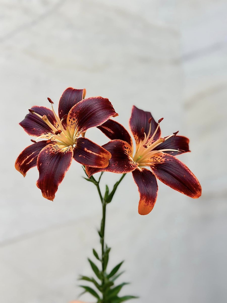 Azusa__Nagasawa's tweet photo. "Pumpkin Lily: The Perfect Blend of Color and Pattern"
Hashtags: #PumpkinLily #FlowerBeauty #ColorAndPattern #Nature  #FloralElegance 🌸🍂✨ https://t.co/1O42kTUGAh