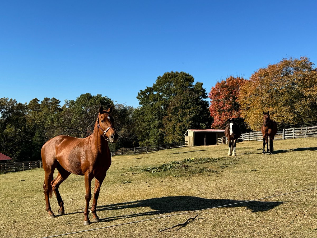 Meet Lorna, the newest resident at <a href="/Maymont/">Maymont</a> Farm! 🐴 This retired thoroughbred, with Secretariat in her lineage, joins Artie, Dani, &amp; more in the pasture. Plan your Maymont visit to say hello today: ➡️ bit.ly/4fS01jL
