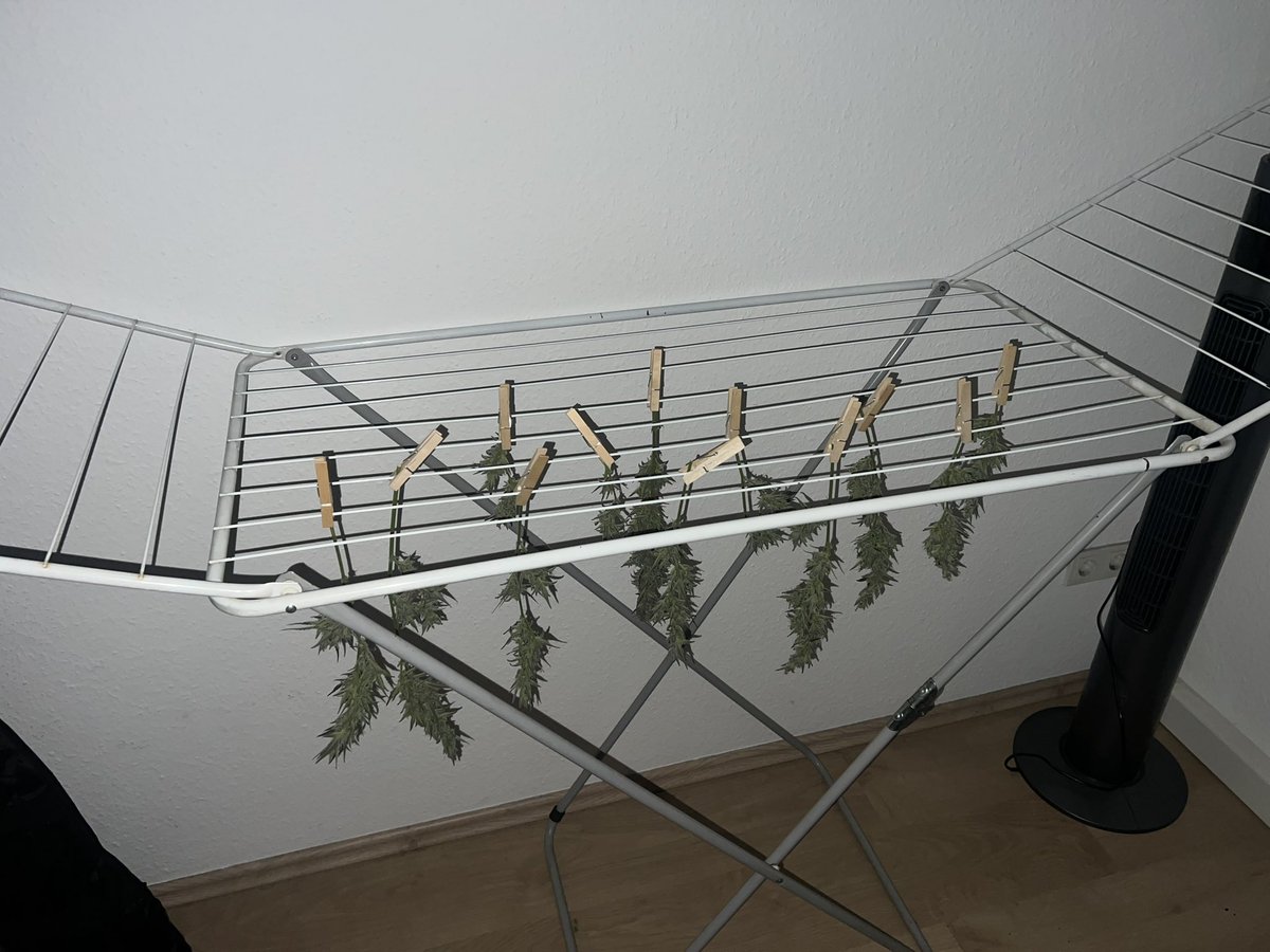 UncleDommyGrows's tweet photo. Men can help in the household too! https://t.co/vutXMENSe8