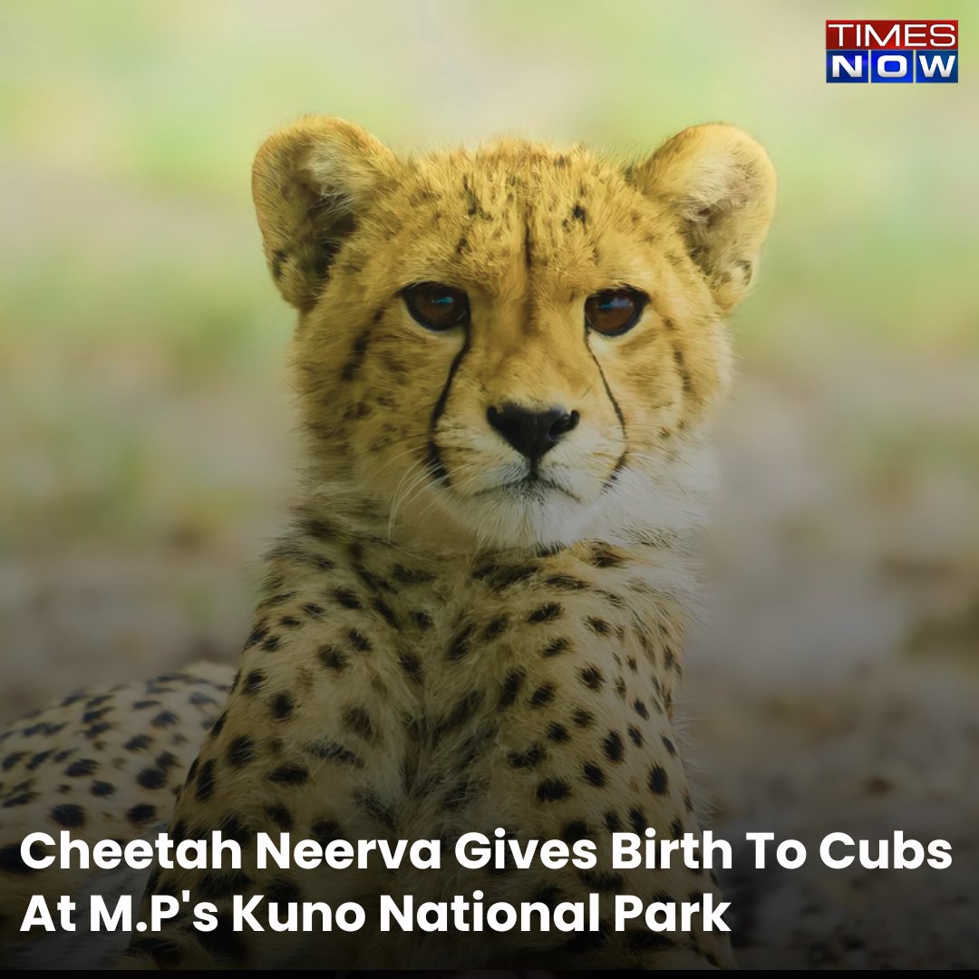 TimesNow's tweet photo. 'Good News From Kuno': Cheetah Neerva Gives Birth To Cubs At M.P's Famous National Park
Read more: https://t.co/miuXB2lesW
#MadhyaPradesh #Cheetah #Neerva #KunoNationalPark #TNCards https://t.co/UqyNk23iKa