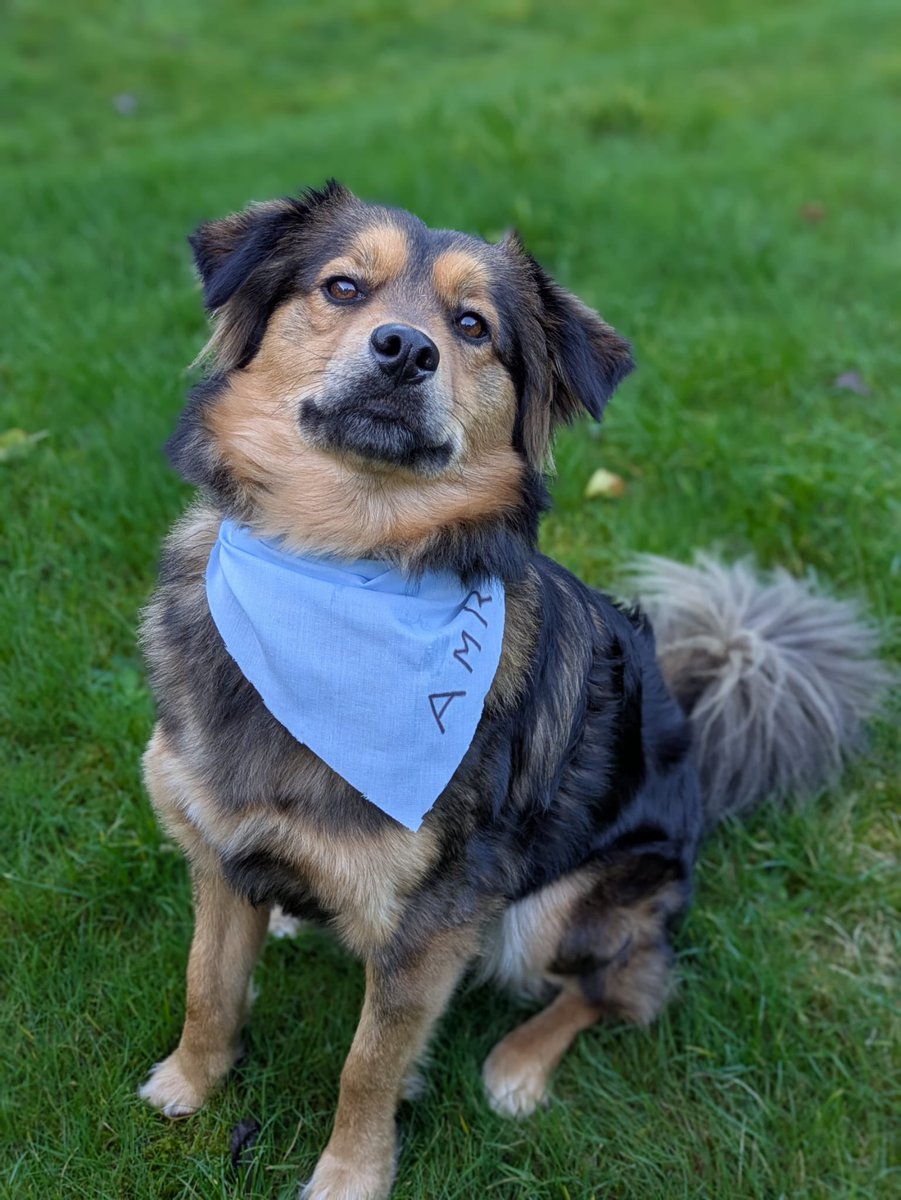 c_couzens's tweet photo. We finished World AMR Awareness week 2024 with a dog walk. To emphasise the importance of companion animals being AMR free. @AFBI_NI #WAAW2024 #goblueforAMR https://t.co/pneAFR7F8g