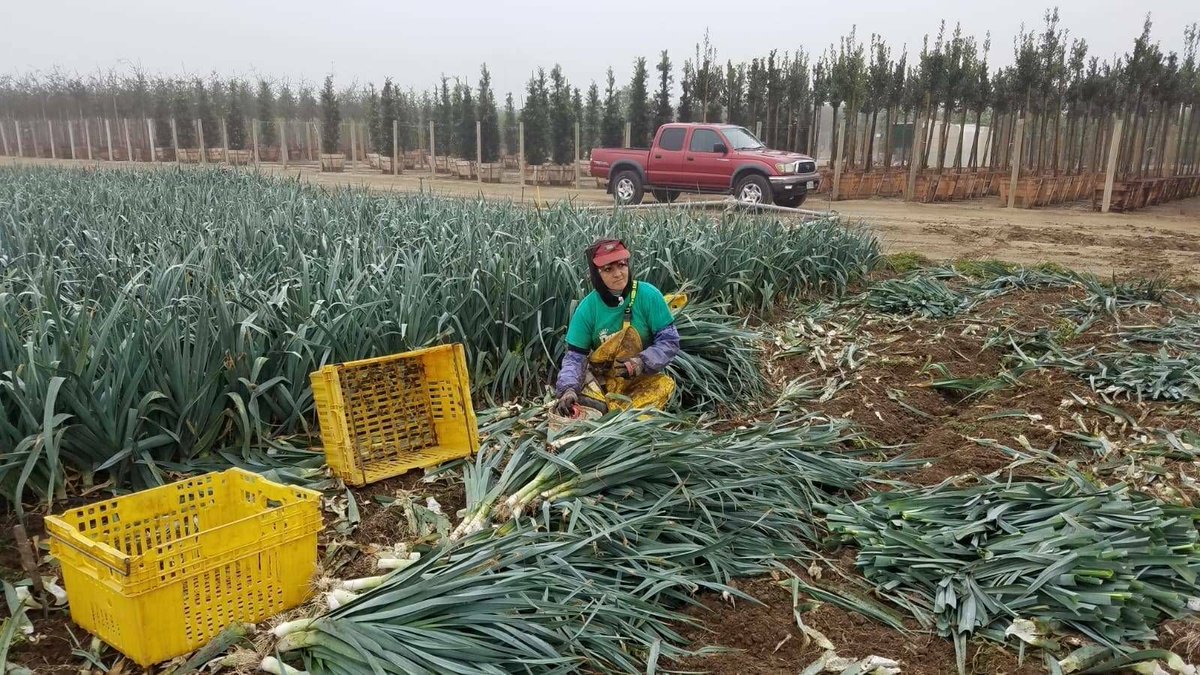 Sonia labors 8-9 hours a day, 5 days a week kneeling on the damp earth to harvest the leeks we enjoy in our #Thanksgiving stuffing.  #WeFeedYou