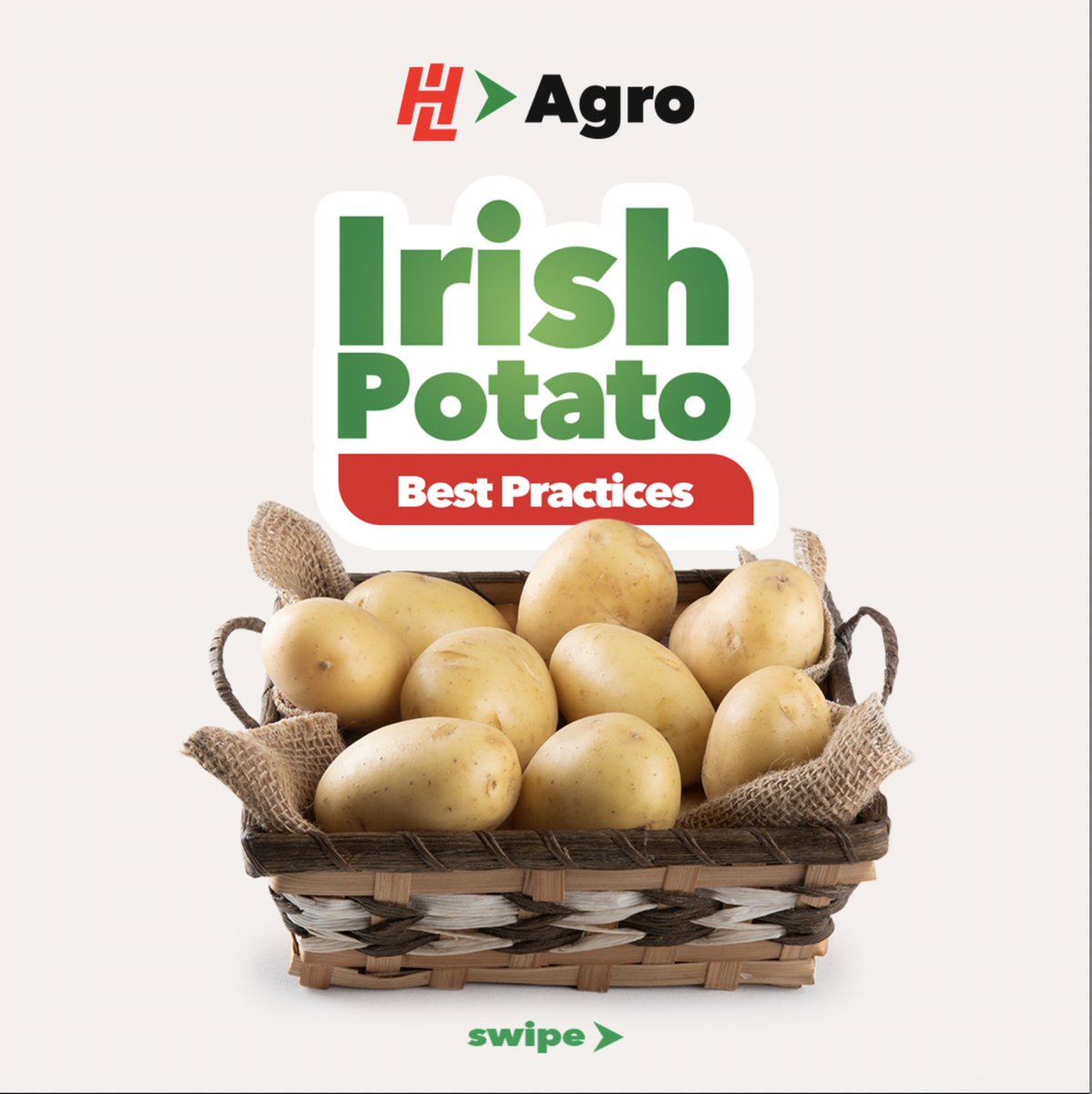 HLAgroJamaica's tweet image. Every Farmer deserves a bountiful potatoe harvest. Start strong by prepping your soil, plant with care, and keep pests in check.

Get all you need for a successful harvest at H&amp;amp;L Agro.

#Spunta #Spuntapotato #HLAgro