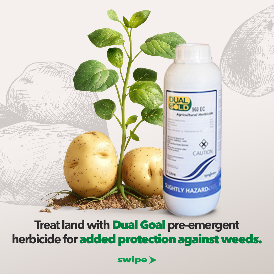 HLAgroJamaica's tweet image. Every Farmer deserves a bountiful potatoe harvest. Start strong by prepping your soil, plant with care, and keep pests in check.

Get all you need for a successful harvest at H&amp;amp;L Agro.

#Spunta #Spuntapotato #HLAgro