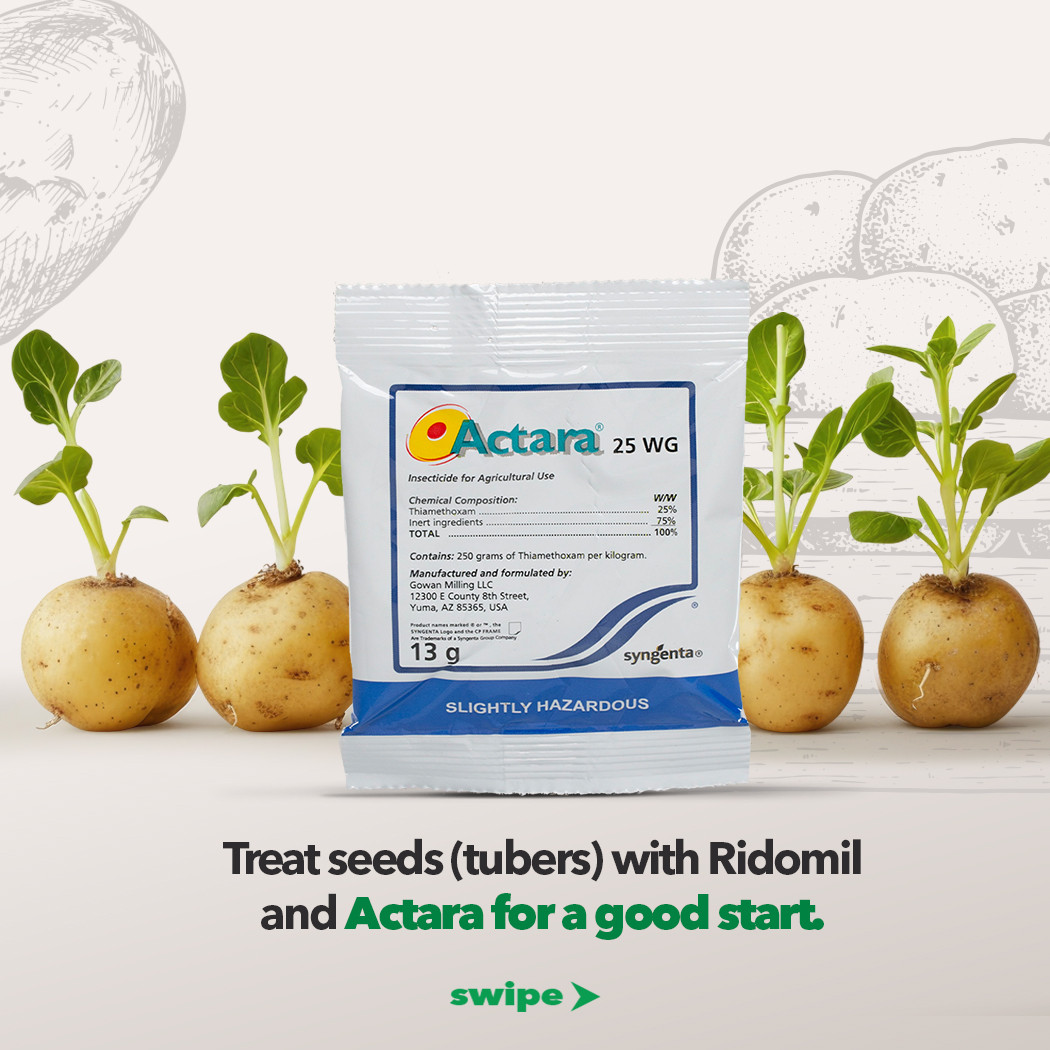 HLAgroJamaica's tweet image. Every Farmer deserves a bountiful potatoe harvest. Start strong by prepping your soil, plant with care, and keep pests in check.

Get all you need for a successful harvest at H&amp;amp;L Agro.

#Spunta #Spuntapotato #HLAgro