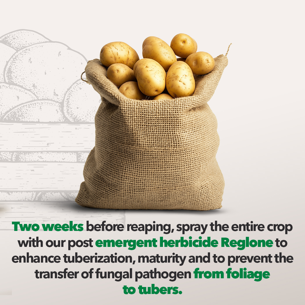 HLAgroJamaica's tweet image. Every Farmer deserves a bountiful potatoe harvest. Start strong by prepping your soil, plant with care, and keep pests in check.

Get all you need for a successful harvest at H&amp;amp;L Agro.

#Spunta #Spuntapotato #HLAgro