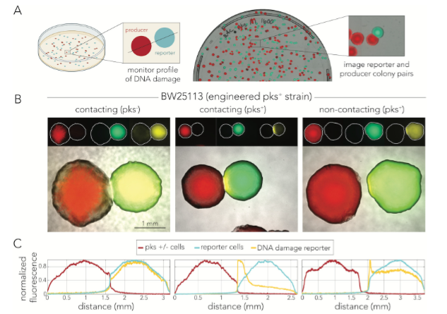 #MicrobiologyMonday: It's been proposed that delivery of the bacterial toxin colibactin requires cell-to-cell contact. However, new research in E. coli shows it can damage DNA in bacterial cells that are close by or hundreds of microns away. <a href="/mbiojournal/">mBio</a> journals.asm.org/doi/10.1128/mb…