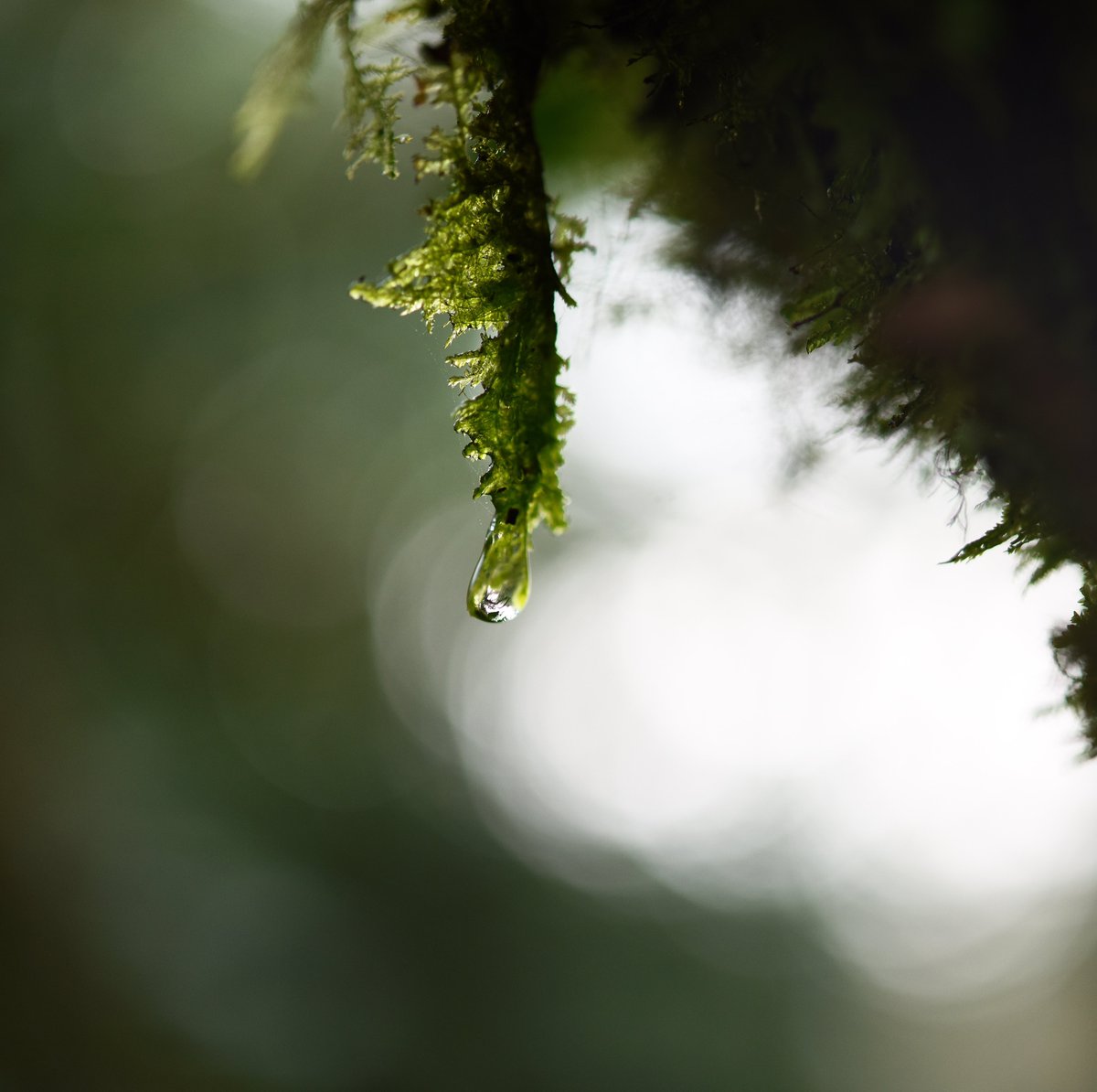 Life…

Look out for and after the little things…

🌍 
#nature
#water
#naturephotography
#environment
#climate 
#life 

Image courtesy: <a href="/The_BeeGirl/">BeeGirl</a> captured in the old orchard on The Bee Sanctuary of Ireland.