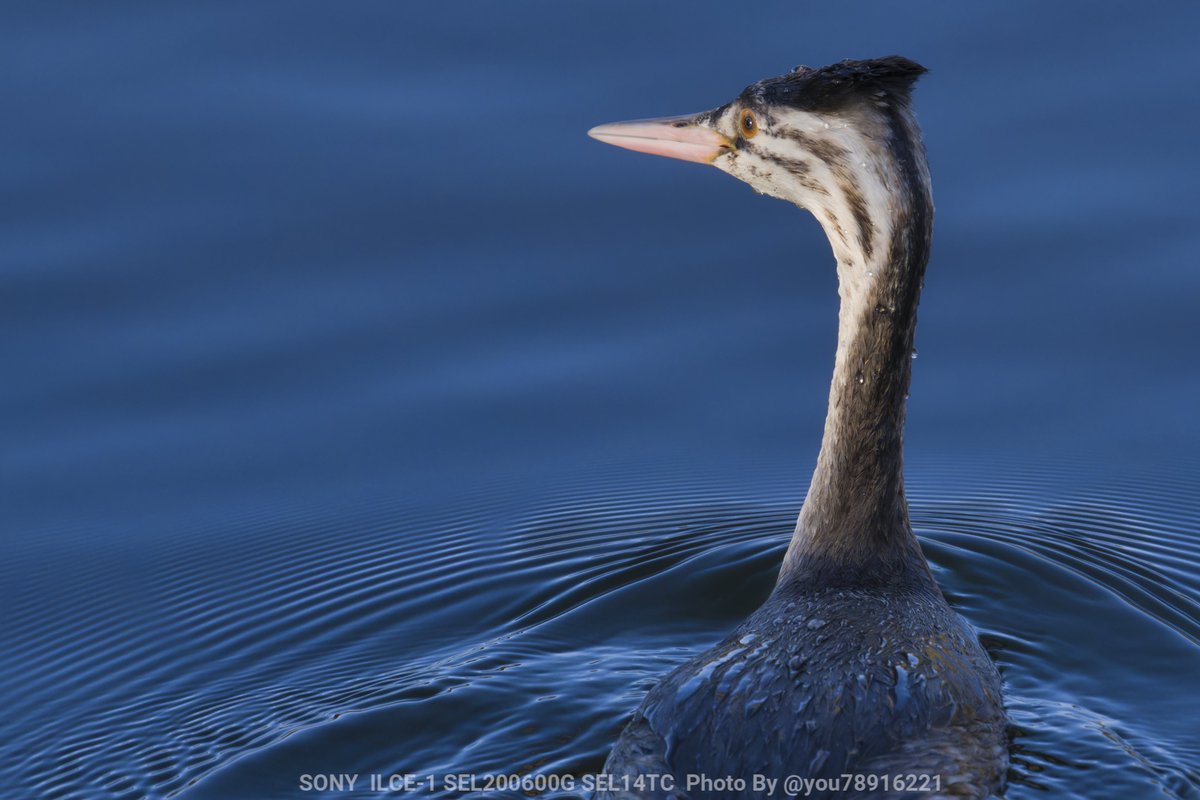 you78916221's tweet photo. 露出遊びの泉
#カンムリカイツブリ #CrestedGrebe https://t.co/fp0bi1lp2z