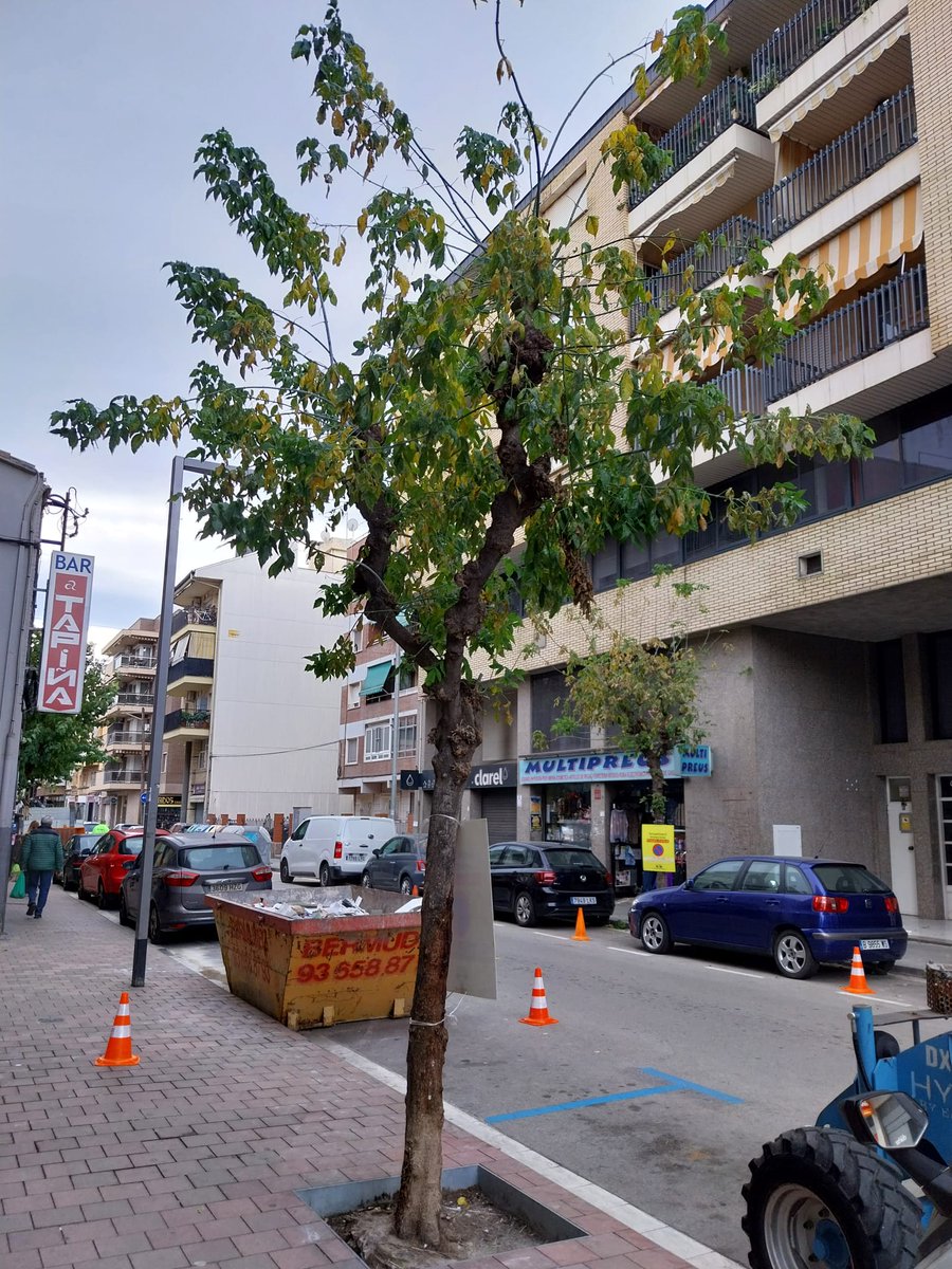 ⚠️ Durant les tasques d’esporga de l'Ajuntament s’ha detectat que tres moreres es troben en un estat fitosanitari deficient, que fan que siguin inestables. Per garantir la seguretat, aquests arbres seran talats i es plantaran altres exemplars en substitució.

#SantVicençdelsHorts