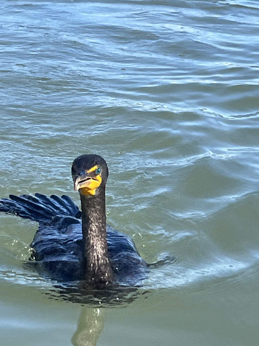 cherylbreed's tweet photo. Took a see-thru kayak tour of Shell Key Preserve with @GetUpAndGoKayak in Tampa. Super great trip. You should do it, too. Ask for Jenna.
https://t.co/PWPQZ6IgYr https://t.co/179IPIGdI7