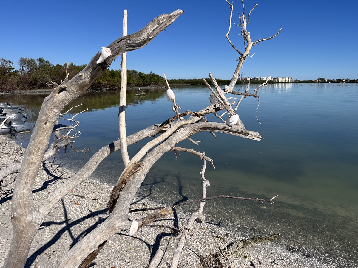 cherylbreed's tweet photo. Took a see-thru kayak tour of Shell Key Preserve with @GetUpAndGoKayak in Tampa. Super great trip. You should do it, too. Ask for Jenna.
https://t.co/PWPQZ6IgYr https://t.co/179IPIGdI7