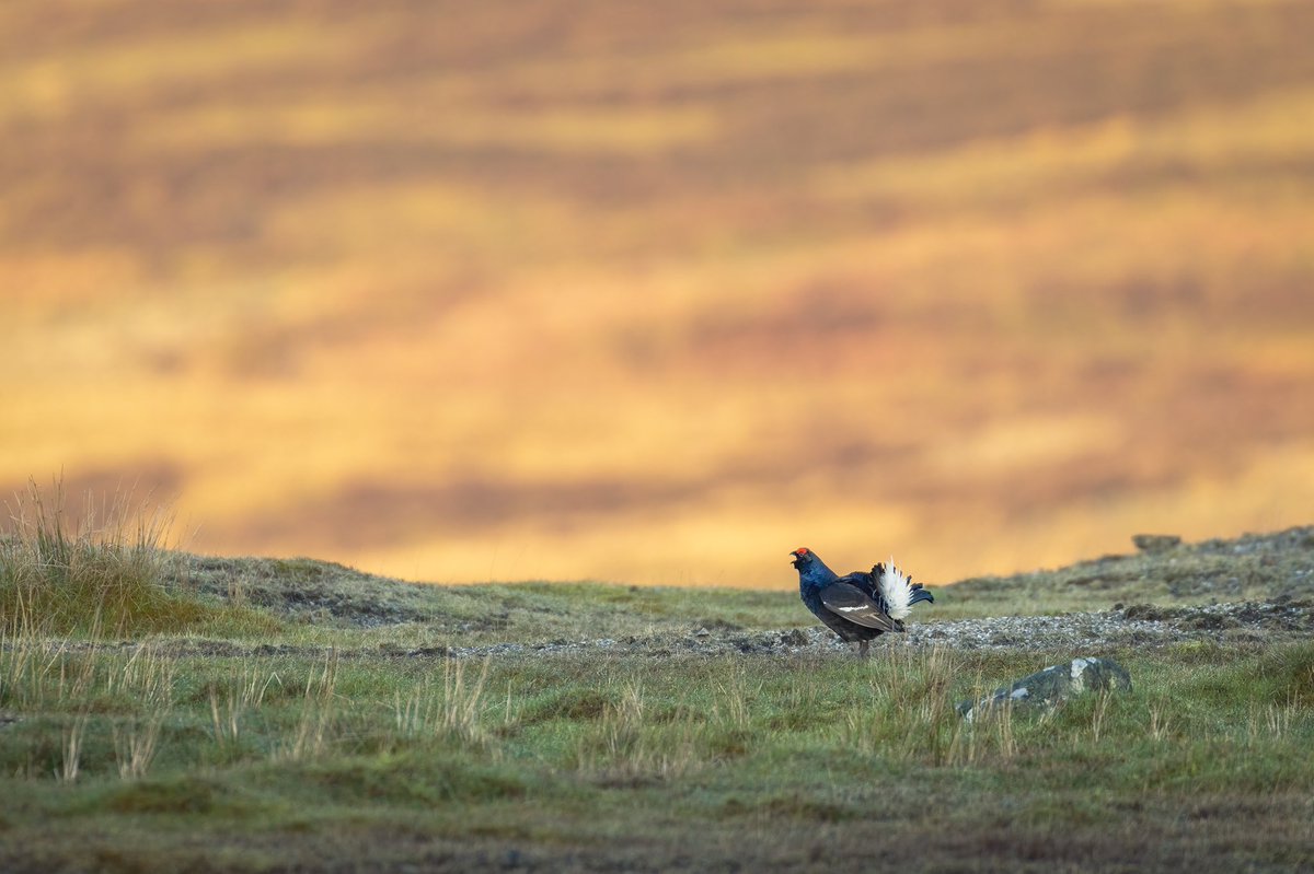 Welsh Ornithological Society 🏴 (@birdsinwales) on Twitter photo 🎉 The winners of this year’s Photographic Competition / Enillwyr Cystadleuaeth Ffotograffiaeth 2025
🏆 George Rossini
2. Richard Castell
3. Sid Simmons
Llongyfarchiadau!
<a href="/IoloWilliams2/">Iolo Williams</a> 🎉 The winners of this year’s Photographic Competition / Enillwyr Cystadleuaeth Ffotograffiaeth 2025
🏆 George Rossini
2. Richard Castell
3. Sid Simmons
Llongyfarchiadau!
<a href="/IoloWilliams2/">Iolo Williams</a>
