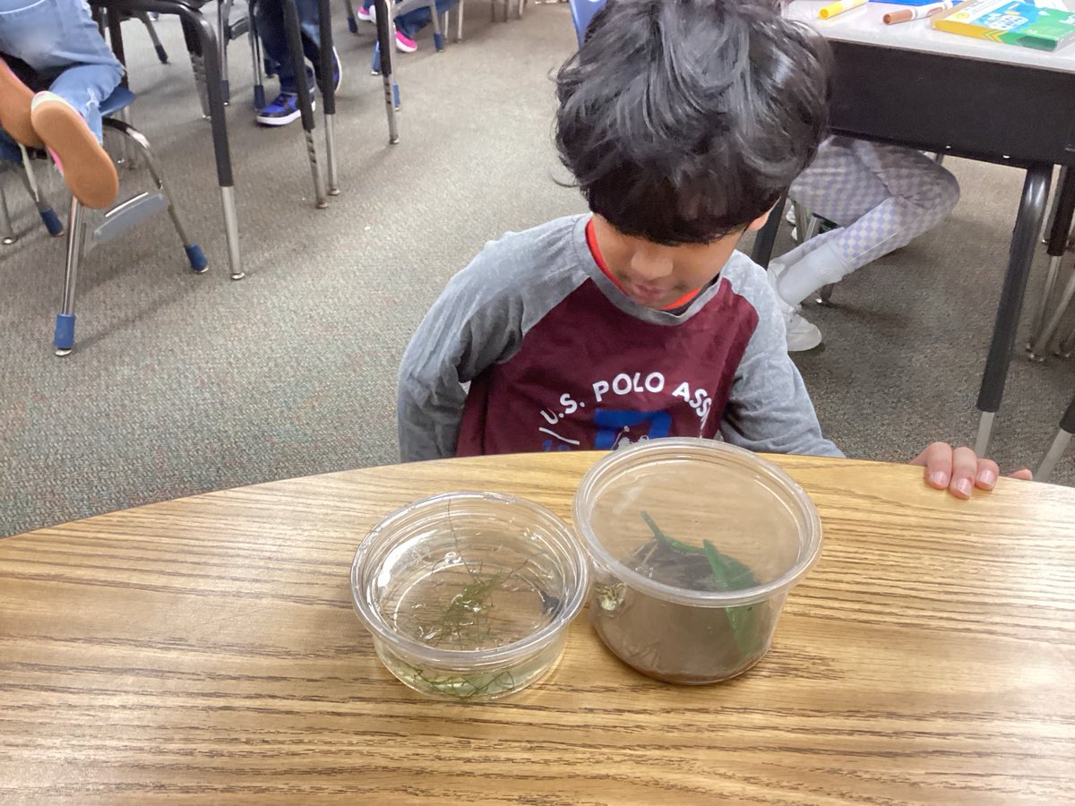 RockinRoom5's tweet photo. Up close with careful observations of the Pumilio frogs #STEMD69 https://t.co/JxQ9ktMunO