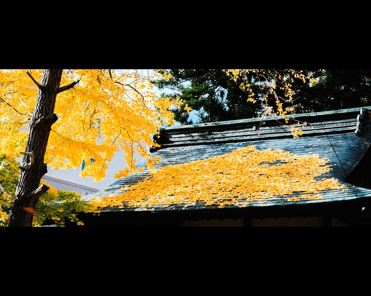 YUBOPHOTO's tweet photo. #紅葉 #岩手 #盛岡 #シネマスコープ https://t.co/GHBGVDzGds