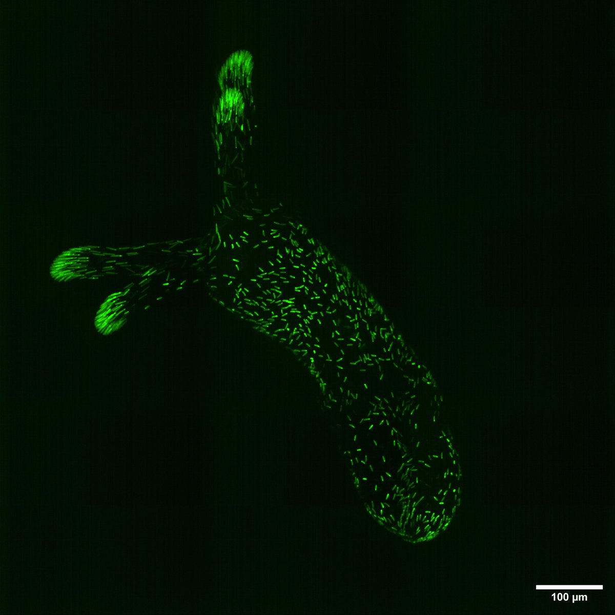 Stowers Institute (@sciencestowers) on Twitter photo This week's beautiful #MicroscopyMonday is a juvenile Nematostella with stinging cells labeled with eGFP (green). (<a href="/GelatinousSting/">Anna Klompen, PhD</a> <a href="/Gibson_Lab/">Gibson Lab</a>) This week's beautiful #MicroscopyMonday is a juvenile Nematostella with stinging cells labeled with eGFP (green). (<a href="/GelatinousSting/">Anna Klompen, PhD</a> <a href="/Gibson_Lab/">Gibson Lab</a>)