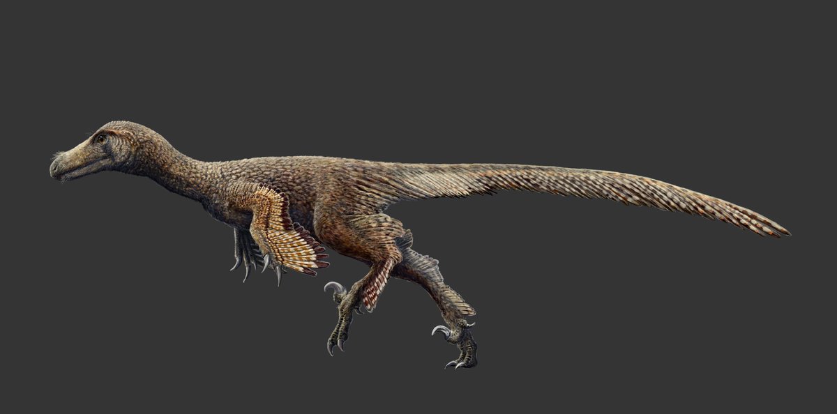 EloyManzanero's tweet photo. Updated Latenivenatrix mcmasterae. #paleoart #scientificillustration #dinosaur #troodon #paraves #theropod https://t.co/m2LEB1AWO1