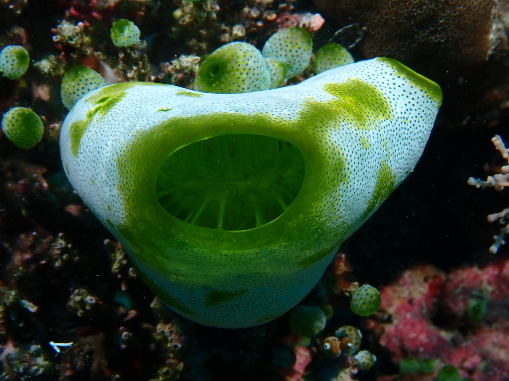 inaturalist's tweet photo. Our #MarineMonday Observation of the Day is this sea squirt (potentially aGreen Barrel Sea Squirt, Didemnum molle), seen in The Philippines by ebleke!
More details at: https://t.co/yDeIHyxeqf https://t.co/RQqa76gZM5