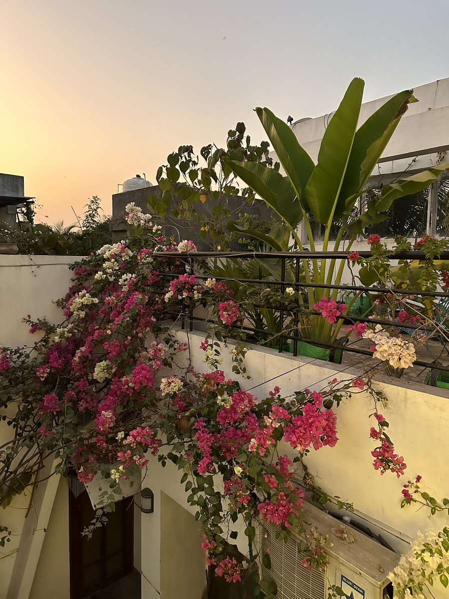 postcardsbySJ's tweet photo. Unexpected moments of beauty 🌸🌼 https://t.co/IppOvjh1gP