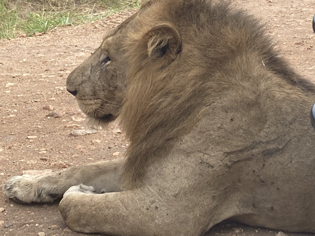 Bwambaleronald's tweet photo. The best you can do this festive season in Uganda #safaritimes #Uganda https://t.co/Owns9R7KDh