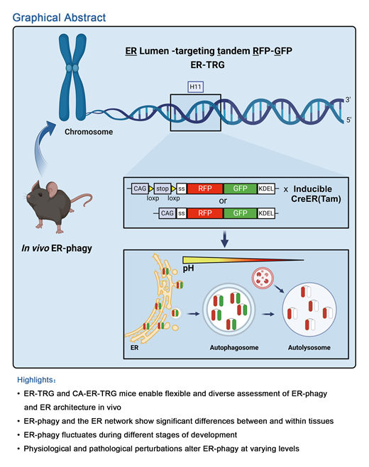 Visualizing ER-phagy and ER architecture in vivo. Yongjuan Sang, Boran Li, Qiming Sun et al. develop new ER-phagy reporter mouse models that enable flexible and diverse in vivo assessments of ER-phagy and ER architecture.  hubs.la/Q02Ywpsr0

#ER_literature #Autophagy