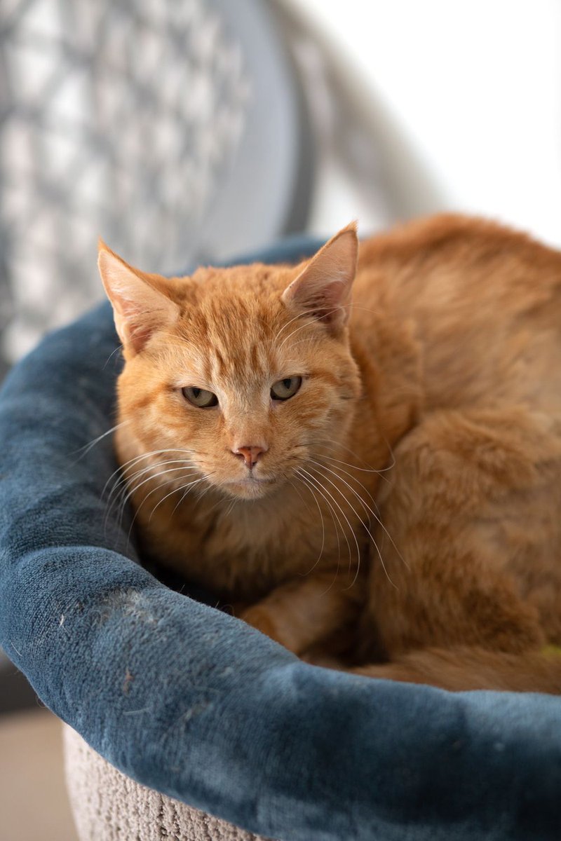 This is a reminder that perfect guy GORDO is still fighting to recover from botched dental surgery, and needs a third surgery to survive. Last week we only raised $40 of $2,000 for him. 💔 

Donate here: buff.ly/46JjU7V