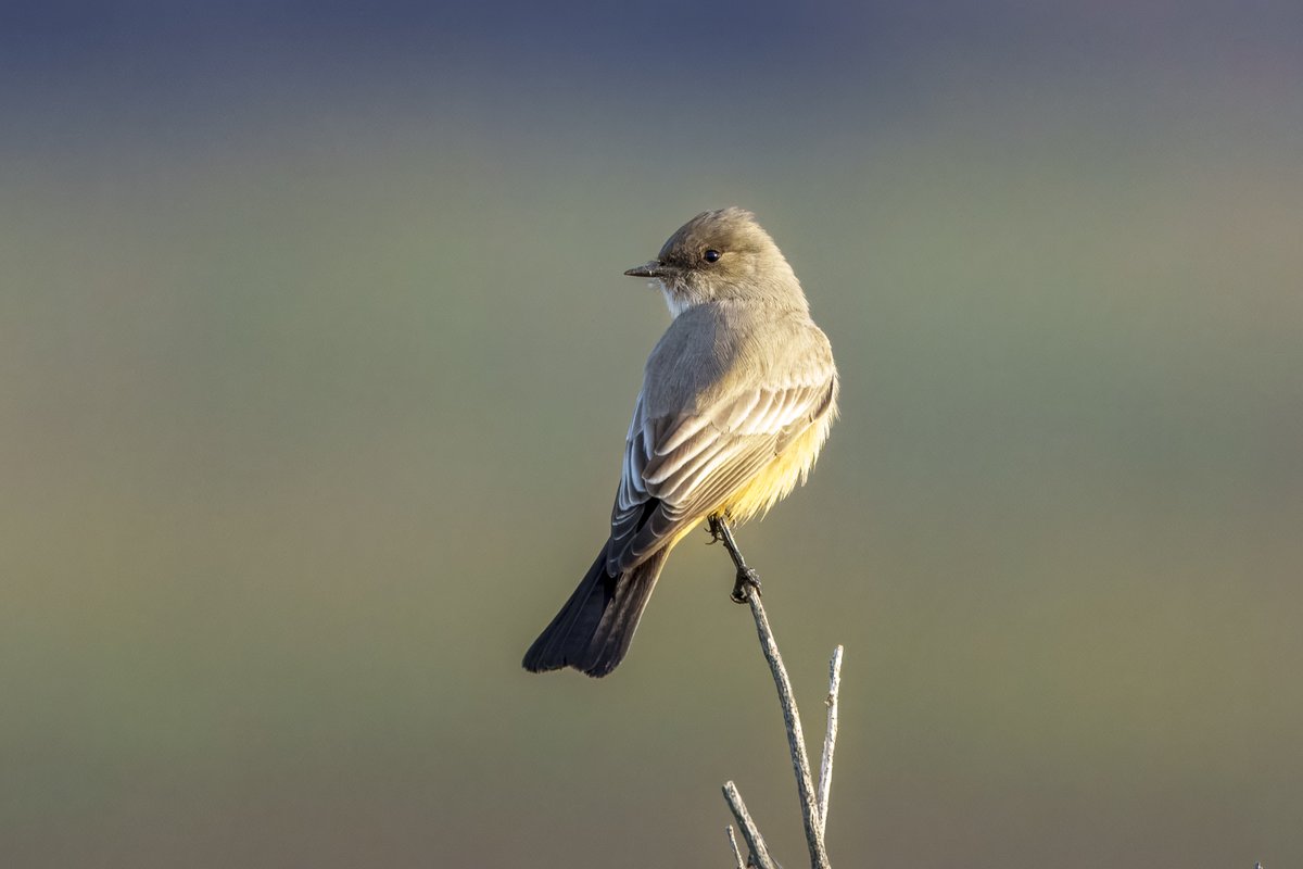 Western Kingbird. San Elijo Lagoon and Ecological Reserve, San Diego, CA