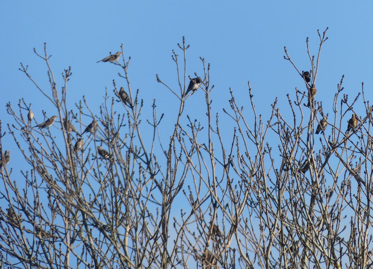 A double #rainbow on my walk round Dancing Green today. 200+ Fieldfares in the fields, a buzzard + some corvids having their usual scrap + 1 starling hitching a ride with the Fieldfares. <a href="/Natures_Voice/">RSPB</a> <a href="/BirdTrack/">BirdTrack</a> <a href="/HerefsBirds/">HerefordshireBirds</a> #MondayMorning