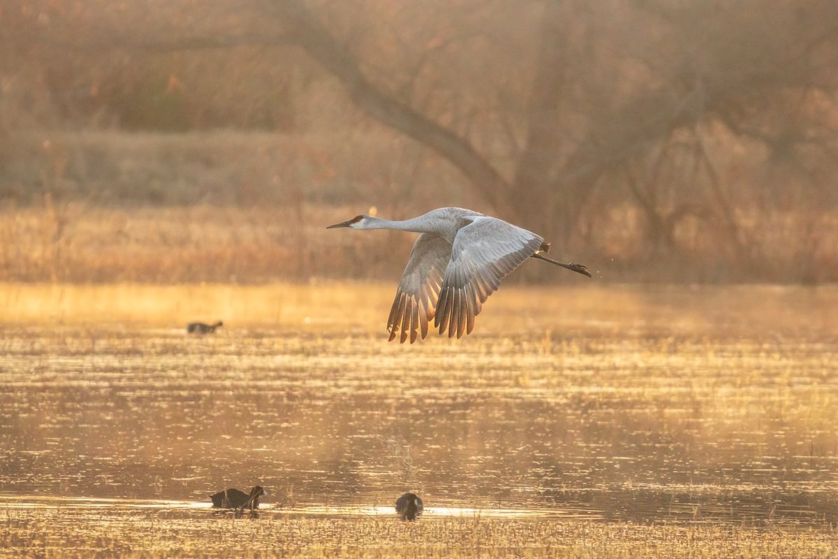 A sunrise on the Bosque