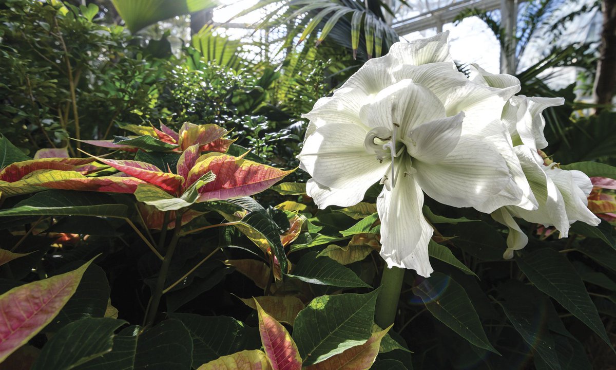 This Week at Phipps, learn how to make medicine with herbal syrups, enjoy story time with a winter themed tale and visit the dazzling displays of Phipps Holiday Magic!🌿📖🎄

Read more: phipps.conservatory.org/blog/detail/th…

Photos © Paul g. Wiegman