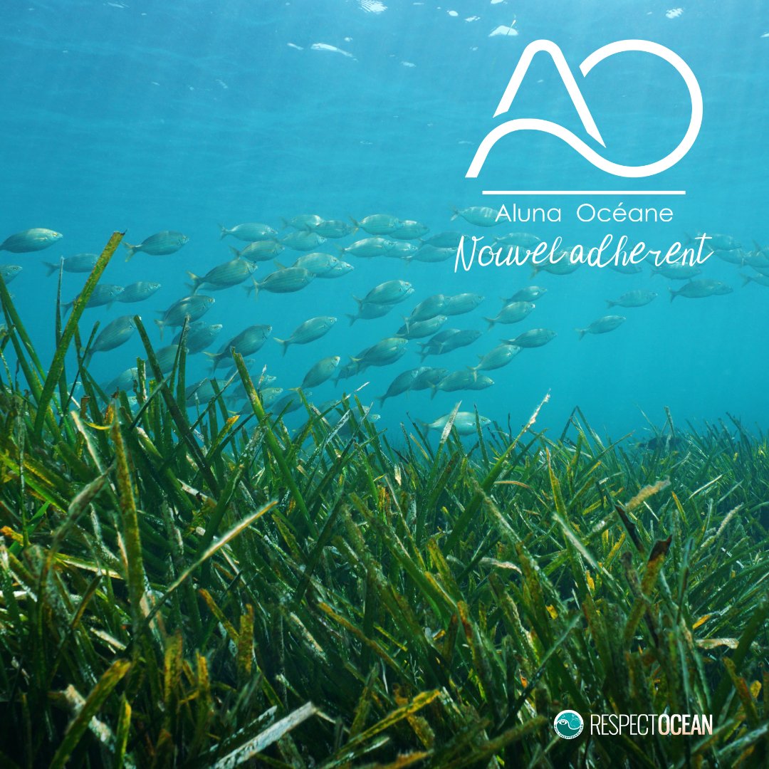 RespectOcean 🌊 tweet media