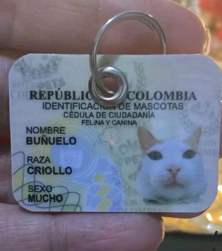 BolaWanted's tweet photo. @forerolas Listo, ya la arreglé 😼 https://t.co/Dbo2riGrxi