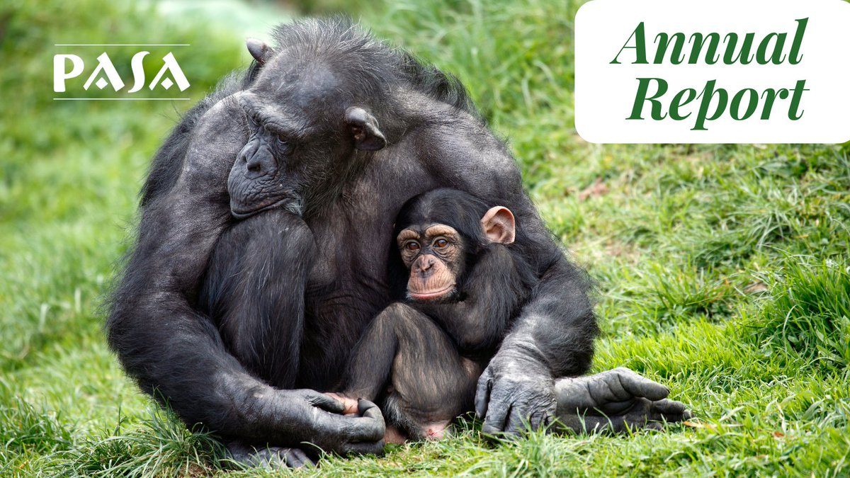 PASA’s 2023 Annual Report is here! ✨🎊

Our alliance rescued over 500 animals and released 163 back to the wild in 2023. Find out what else we were able to accomplish➡️canva.com/design/DAGW9U1…

#NonProfit #Primates #Conservation