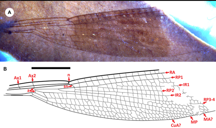 Three new Odonata species (cf. Cephalozygoptera and cf. Dysagrionidae)  from the early Eocene Okanagan Highlands of British Columbia, Canada,  and Washington, United States of America doi.org/10.4039/tce.20… #NewInCanEnt