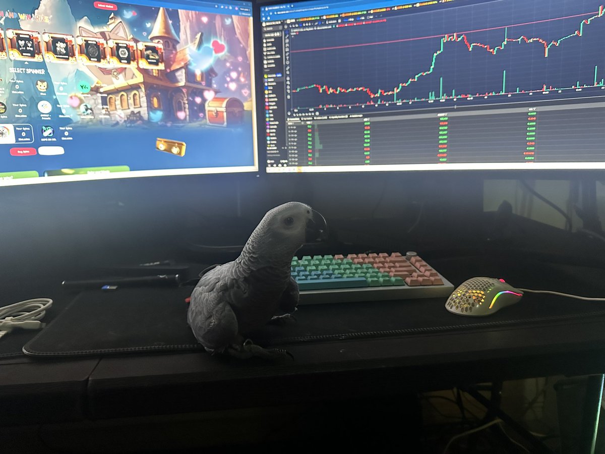 AlexOnSolana's tweet photo. Parrot is 👀 you https://t.co/Q8zRnPHtyE