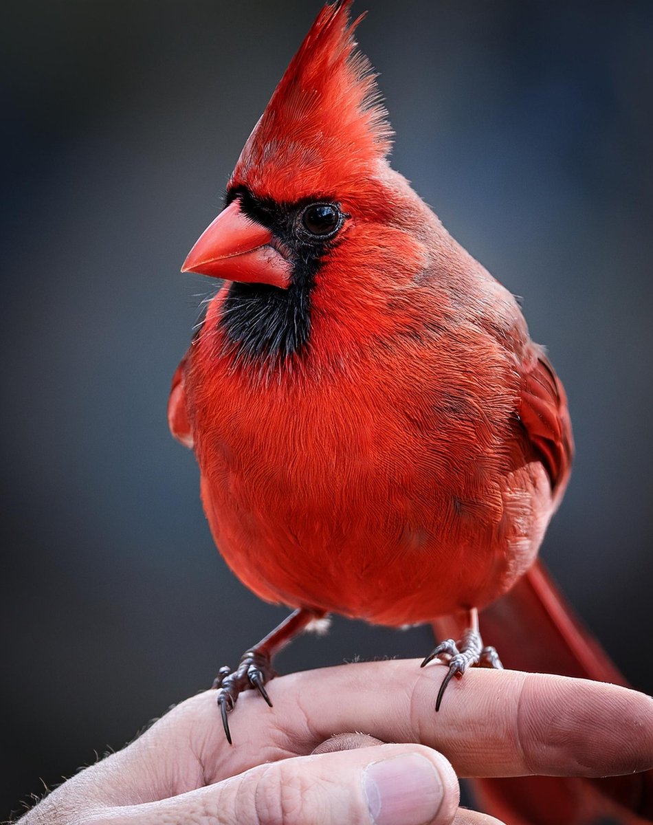 Cardinal Whispers tweet media