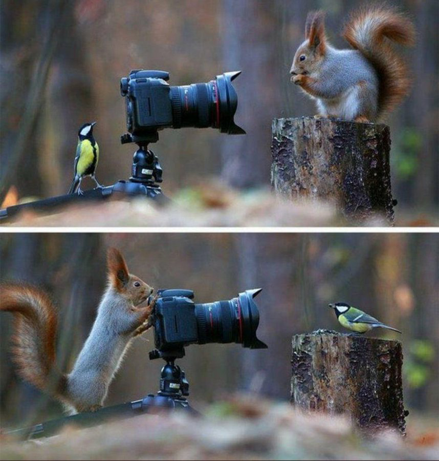 EnzoManis's tweet photo. @JamesLucasIT 7️⃣ Vadim Trunov 🐿️📷

Des écureuils et des oiseaux en train de se photographier eux-mêmes, capturés par Vadim Trunov après des années d’interaction avec ces animaux. https://t.co/VpUIL3KaGq