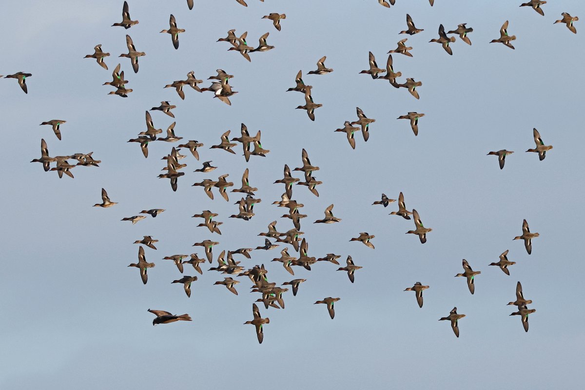 From Pool Hide, Wheldrake Ings this morning 3 Marsh Harriers annoying the Teal, 2 Peregrine hunting together, 1 Red Kite,1 Cetti's Warbler 1 Goldeneye and 9 Shelduck <a href="/YorkBirding/">York Birding</a> <a href="/LDV_NNR/">LDV NNR</a> . This will be my last post on X, future posts will all be on BlueSky