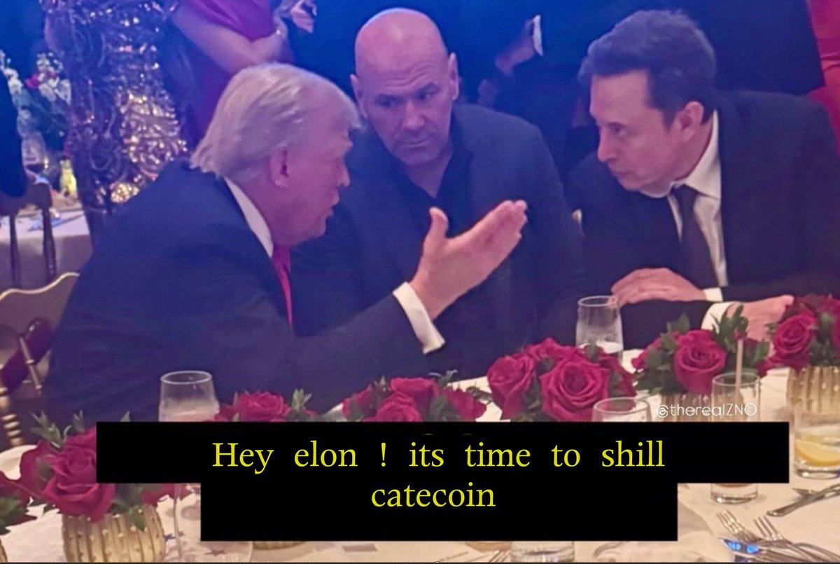 #catecoin