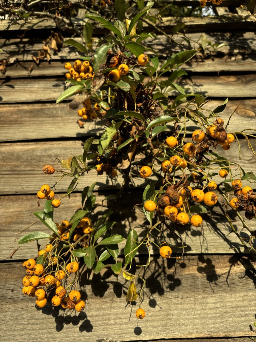 joannaofottawa's tweet image. Distribution of colour in Leytonstone today.

#paintedwalls #plants #leytonstone #london #winterlight