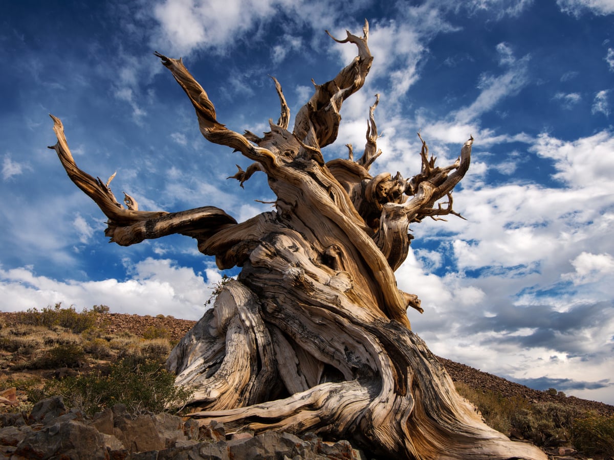 treemissions's tweet image. 🌳 Did you know? The oldest tree on Earth, a bristlecone pine named Methuselah, is over 4,849 years old! 🌍 Nature&apos;s living history! #TreeFacts #NatureLovers @treemissions